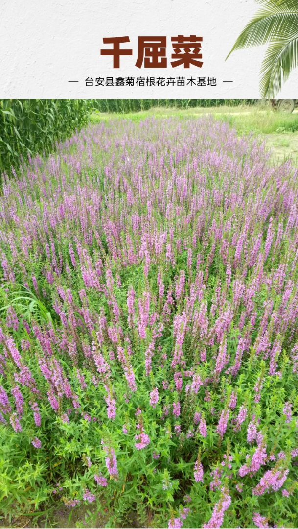 千屈菜小苗 千屈菜杯苗