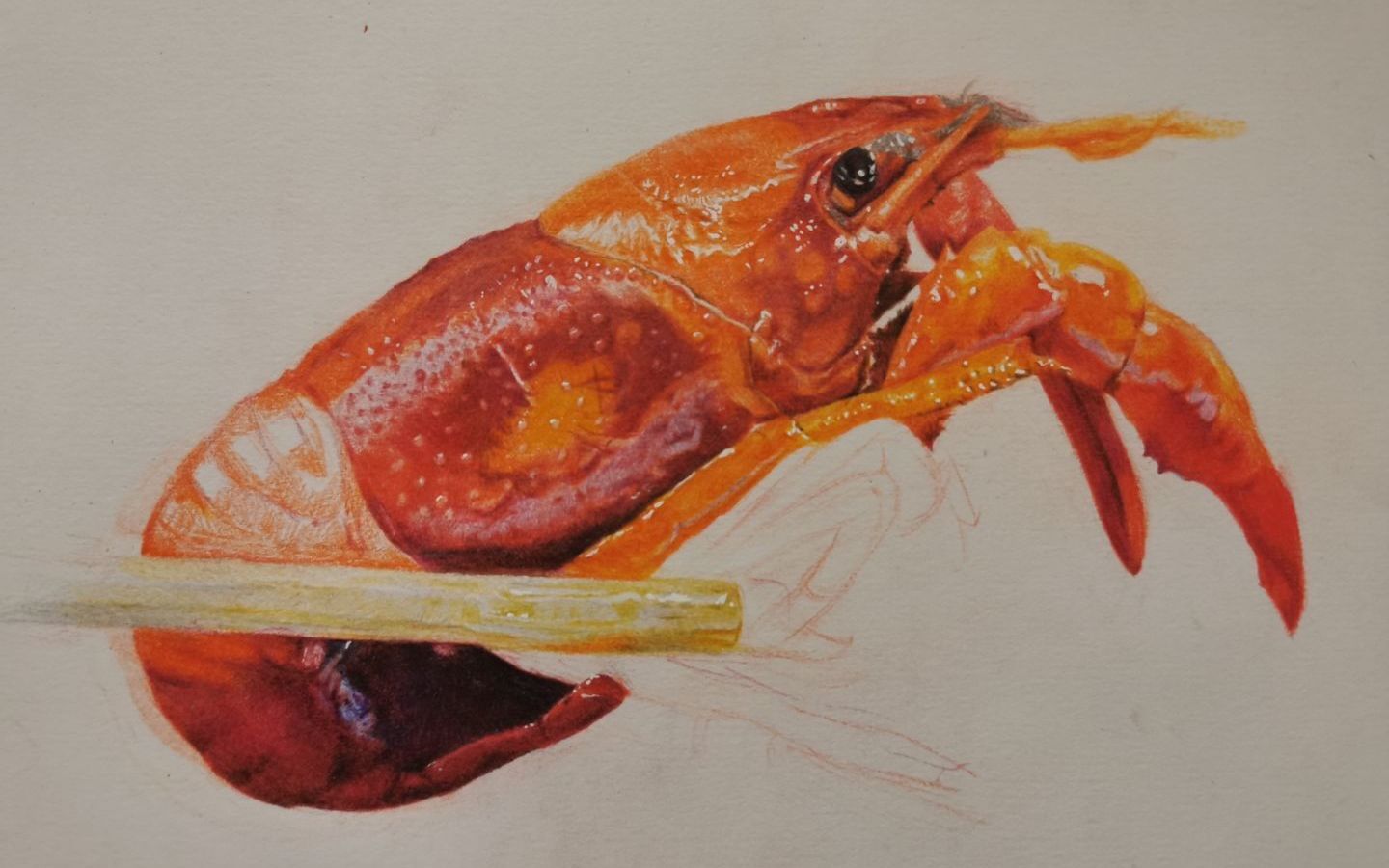彩铅小白联盟陈陈彩铅小龙虾终于快要完结咯