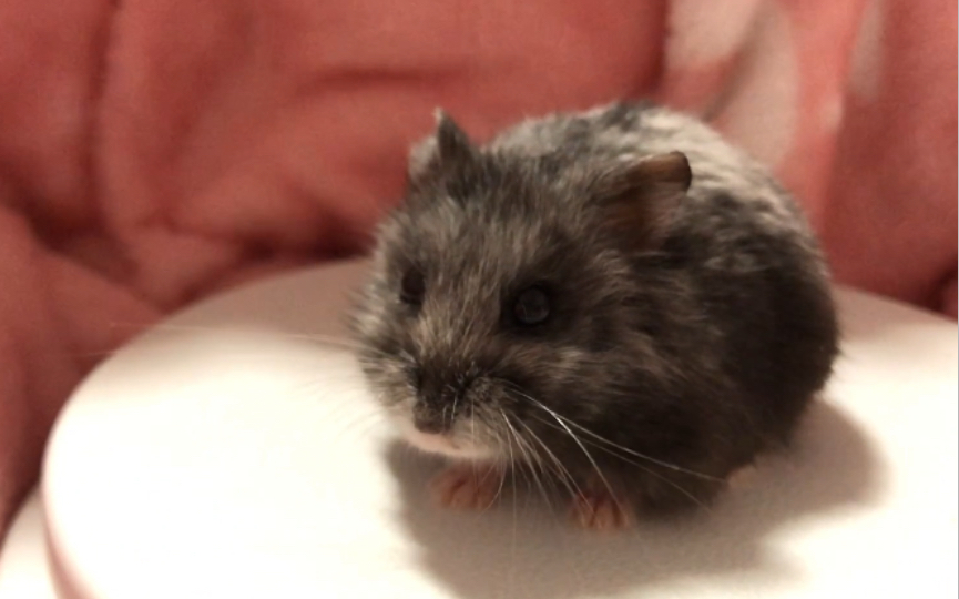 【仓鼠-一线黑熊】有时候真的不想这么便宜了奈奈