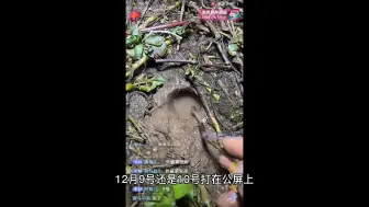 Download Video: 再次给网友们揭秘抓鳝鱼作假骗局，最烦这种人，千方百计骗人