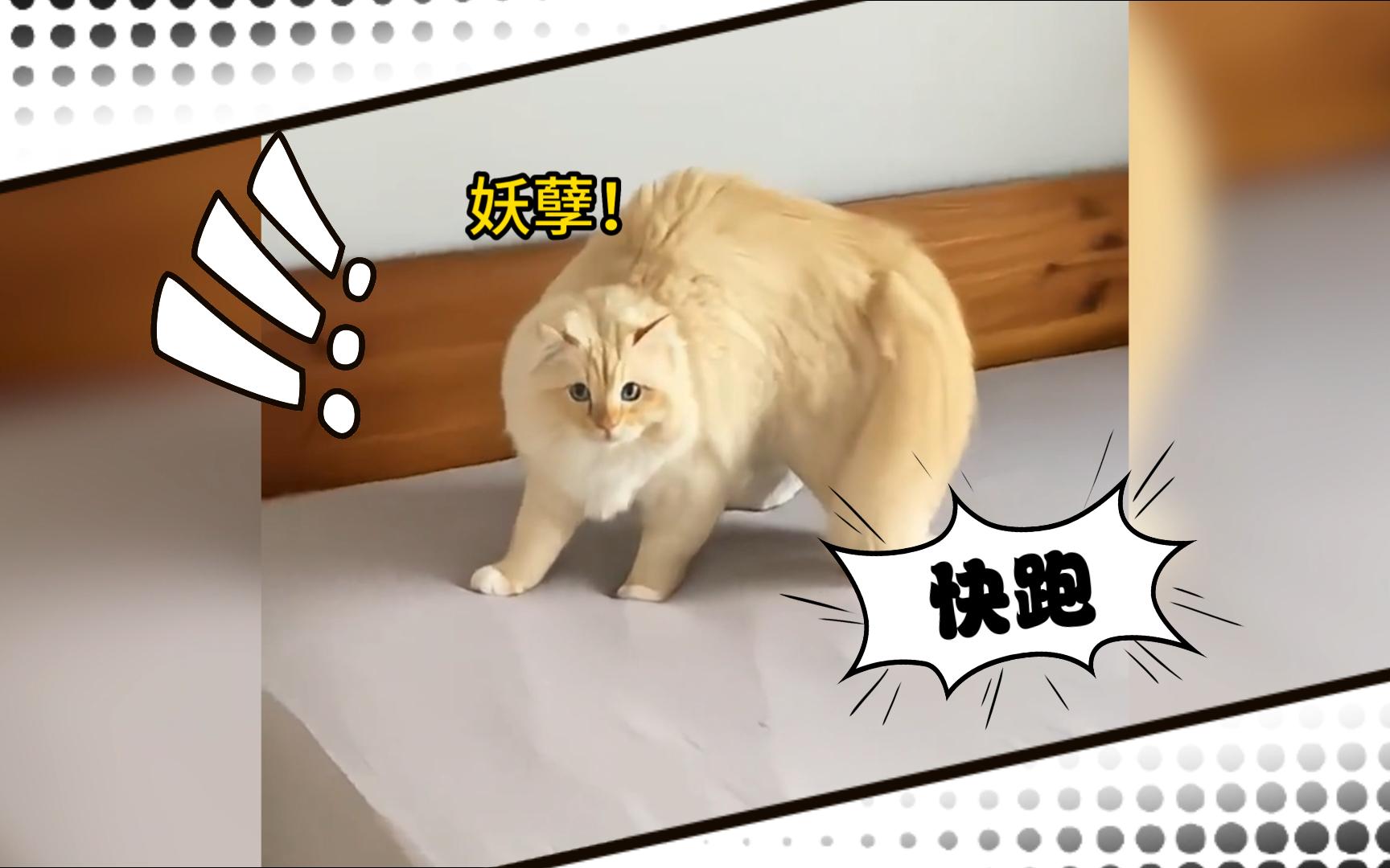 猫咪:妖孽哪里跑!