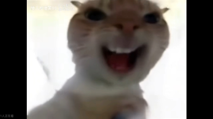 广西大师歪嘴猫