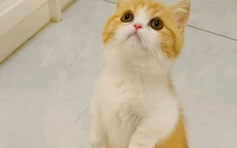 活动  有些土拨猫站着站着就长大了