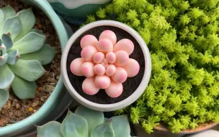 粘土多肉植物 搜索结果 哔哩哔哩弹幕视频网 つロ乾杯 Bilibili