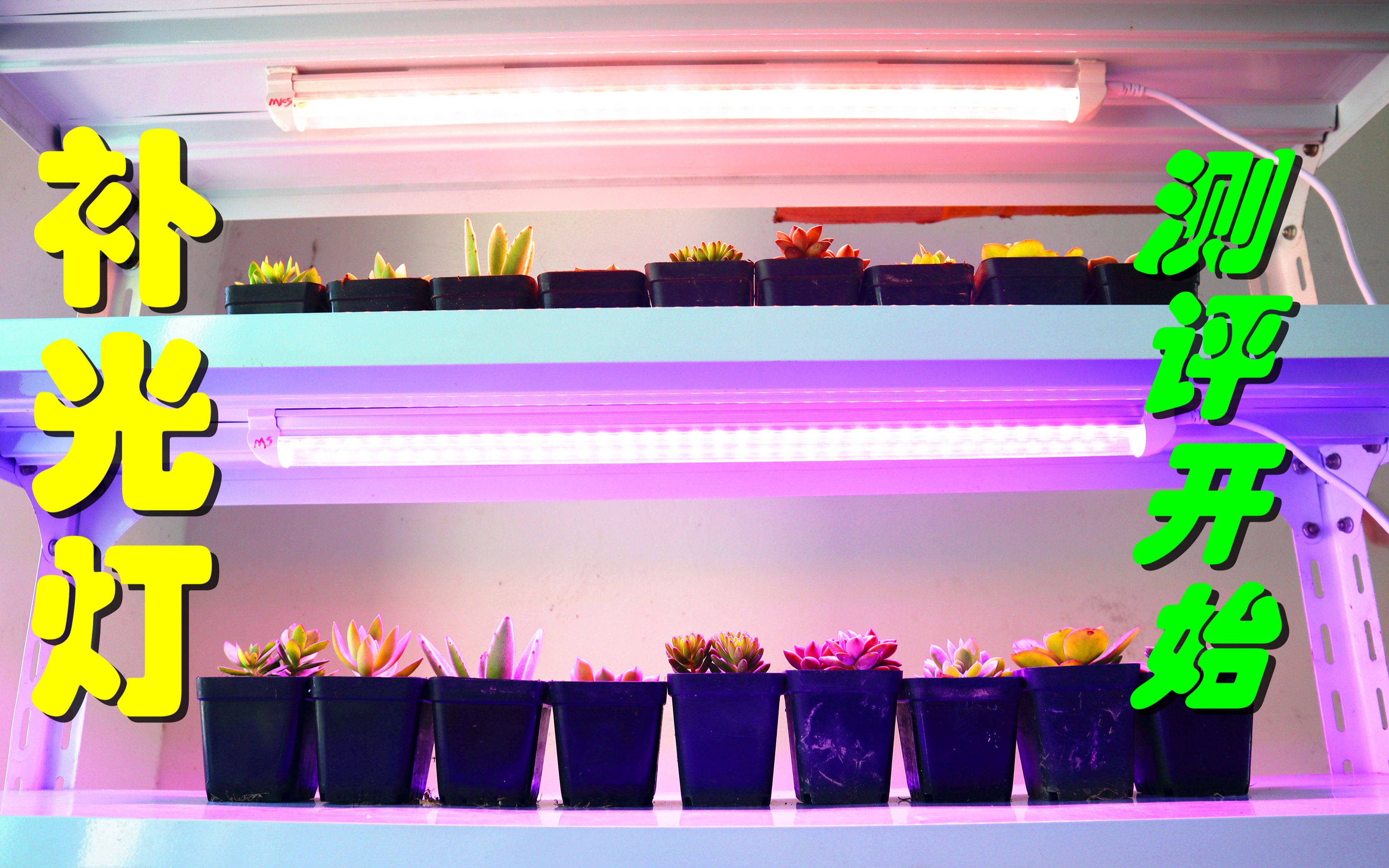 多肉补光灯开箱及测评开始哪种补光灯效果最好我们拭目以待