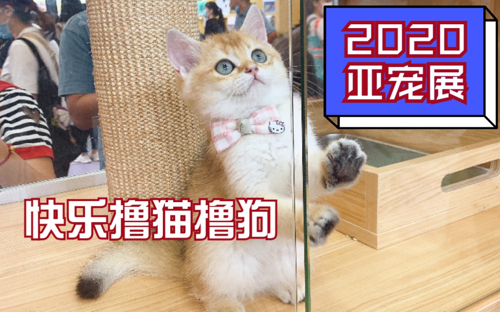 【2020亚宠展】猜猜我又撸到了什么?哔哩哔哩bilibili