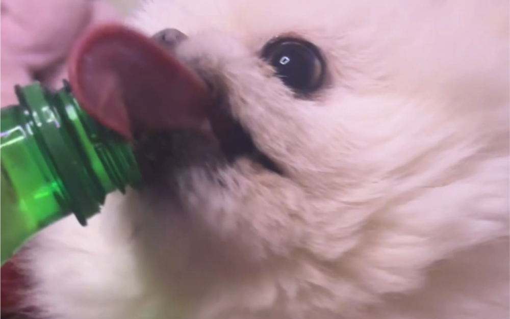 狗狗可以喝雪碧吗?