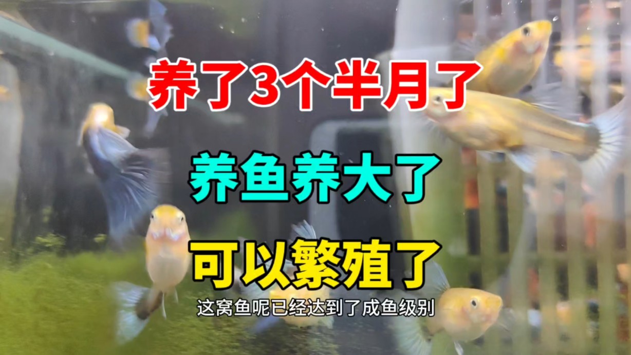 养了三个多月的孔雀鱼,终于可以繁殖了,体质太好了