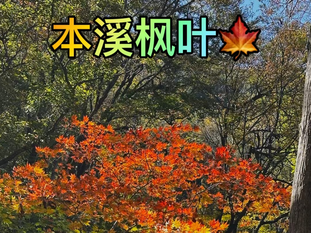 #一起来拍秋天 #国庆 #枫叶𐟍 10月2日,一年一度的本溪赏枫记.今天枫红指数1级.#大冰沟 秋天的东北是彩色的哔哩哔哩bilibili