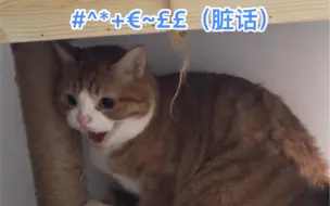 Download Video: 有些小猫咪看起来特凶，实际打人只用肉垫