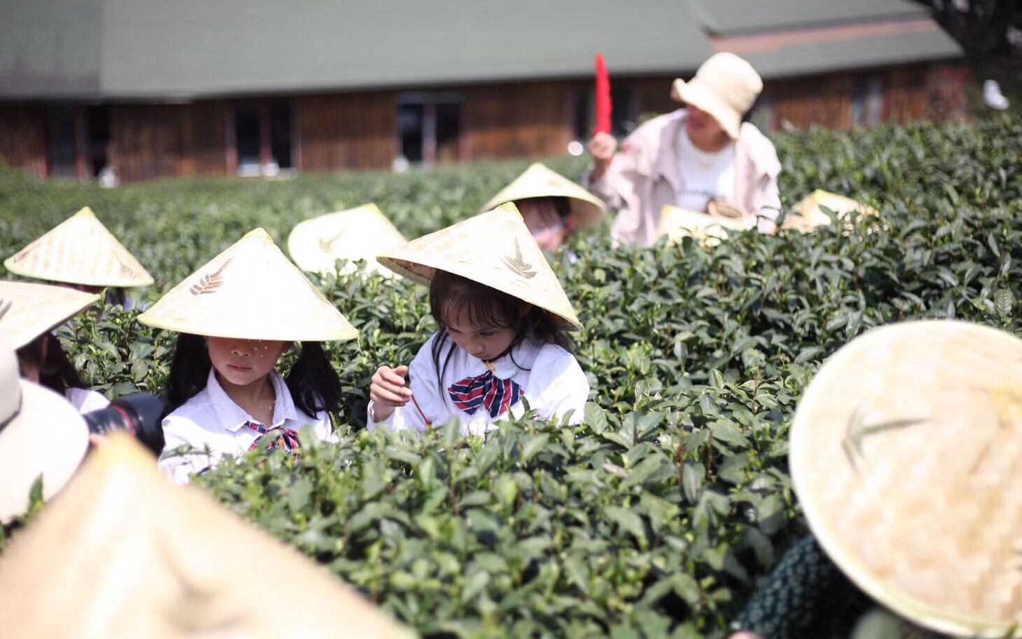 踏青采茶简谱图片图片