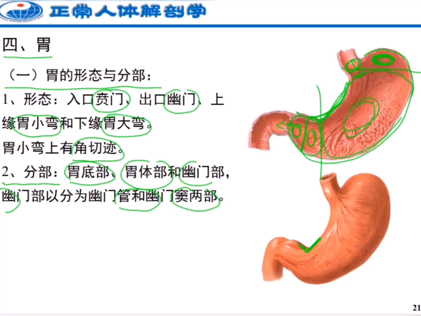 人体解刨学:消化管 胃哔哩哔哩bilibili