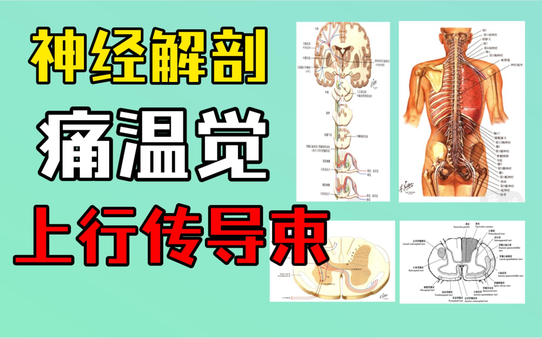 [神解]几张图学会痛温觉上行感觉传导束