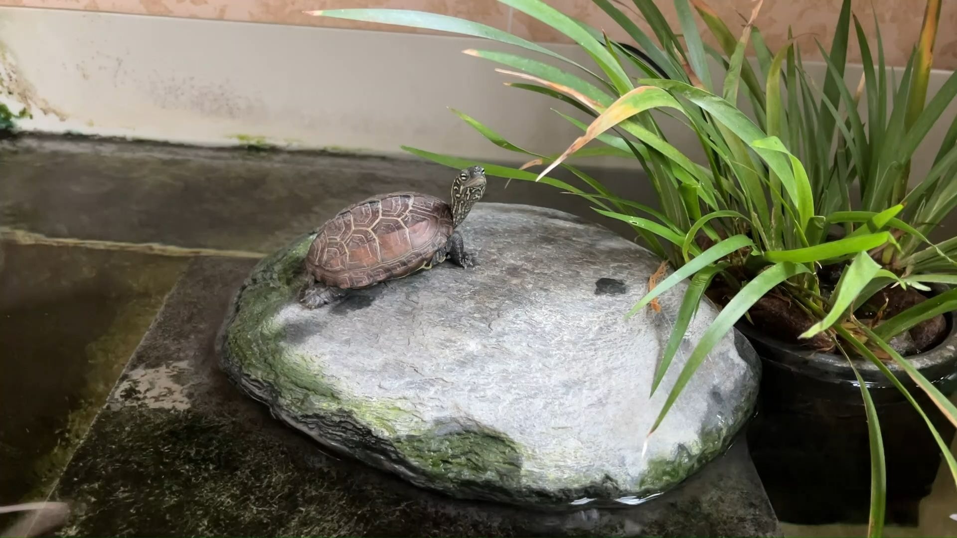 乌龟们的夏日悠闲时光
