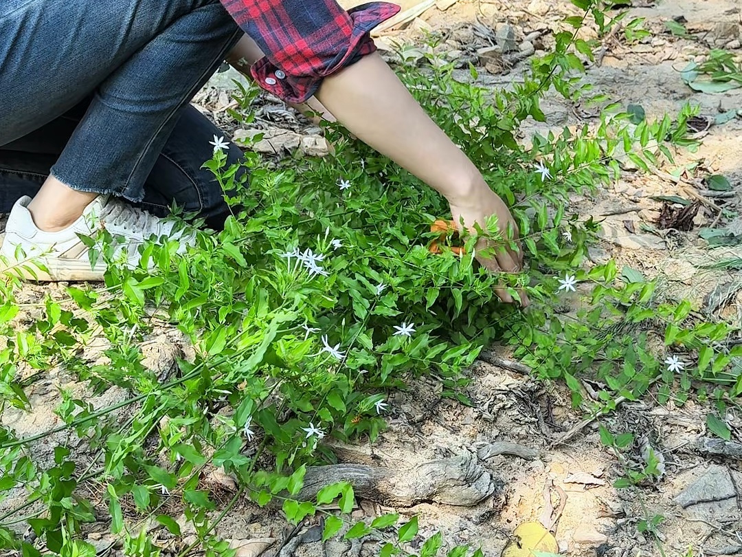 这种植物叫扭肚藤,又名白花茶、白金银花哔哩哔哩bilibili