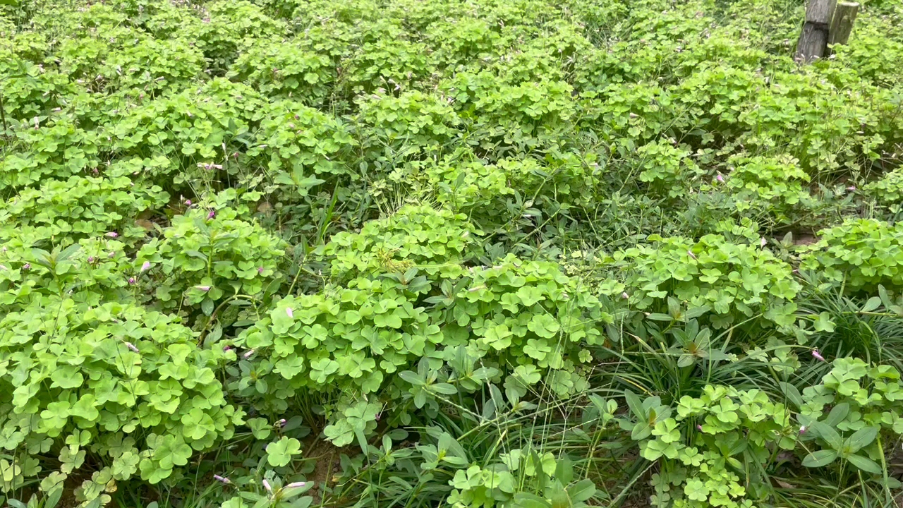 我找到了一根四叶草和一根五叶草!