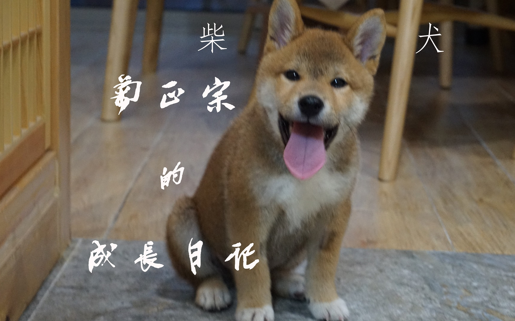 [柴犬]菊正宗的成长日记11哔哩哔哩bilibili