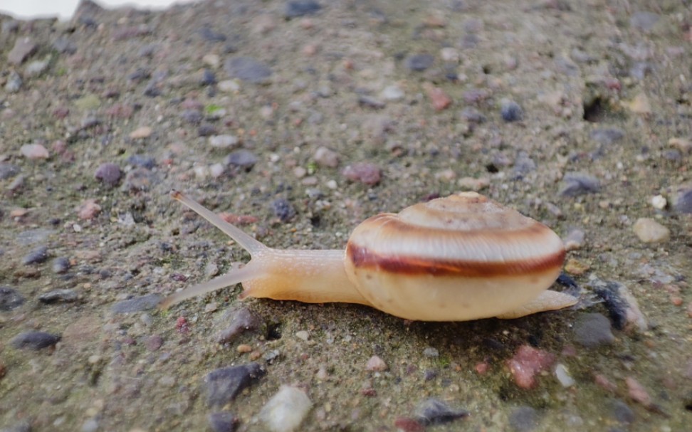 脱壳的蜗牛_哔哩哔哩_bilibili