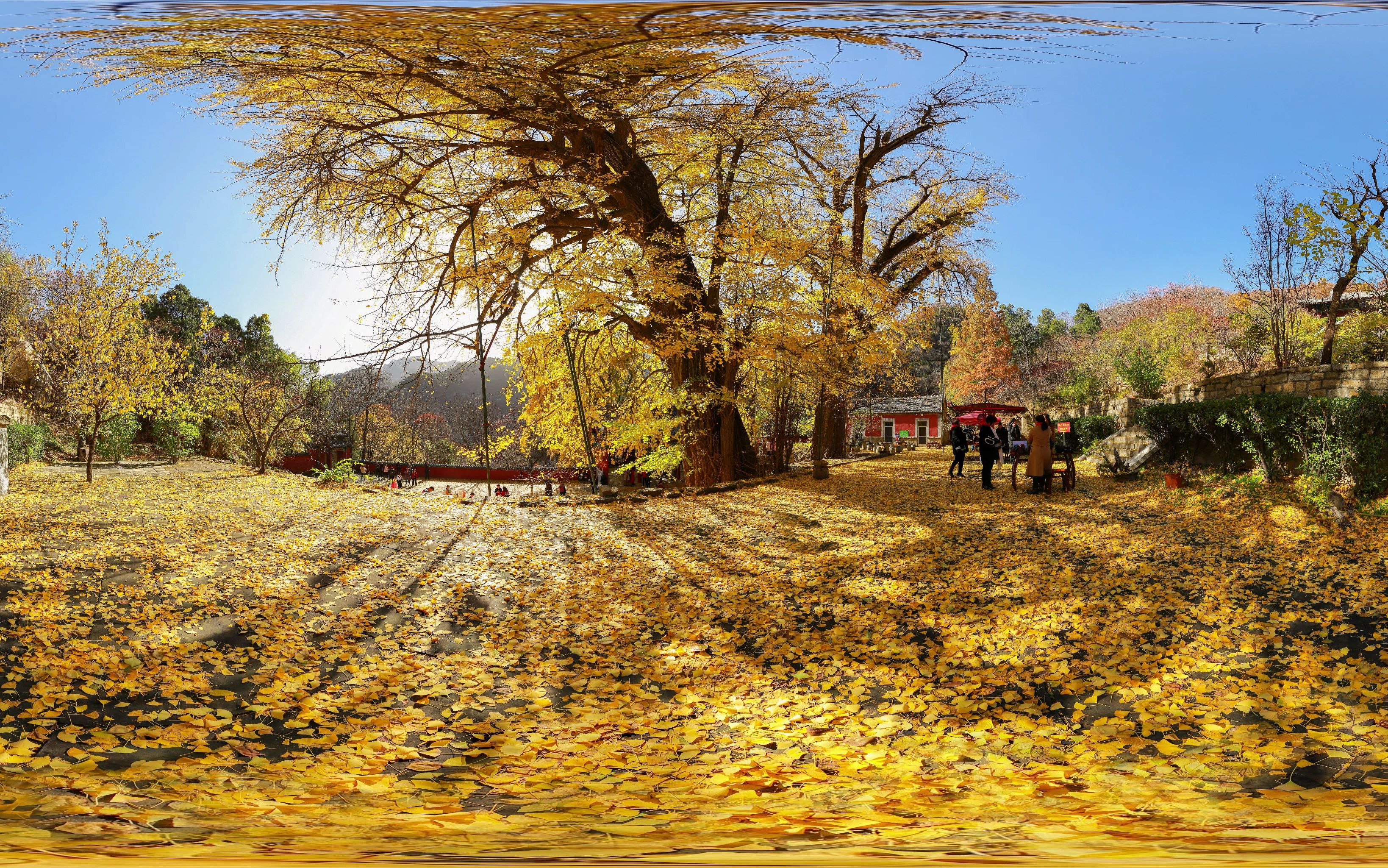 泰山玉泉寺-千年古银杏