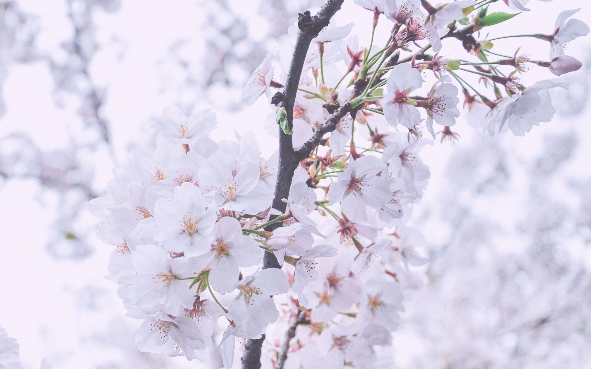 * 樱花一周间_日常_生活_bilibili_哔哩哔哩