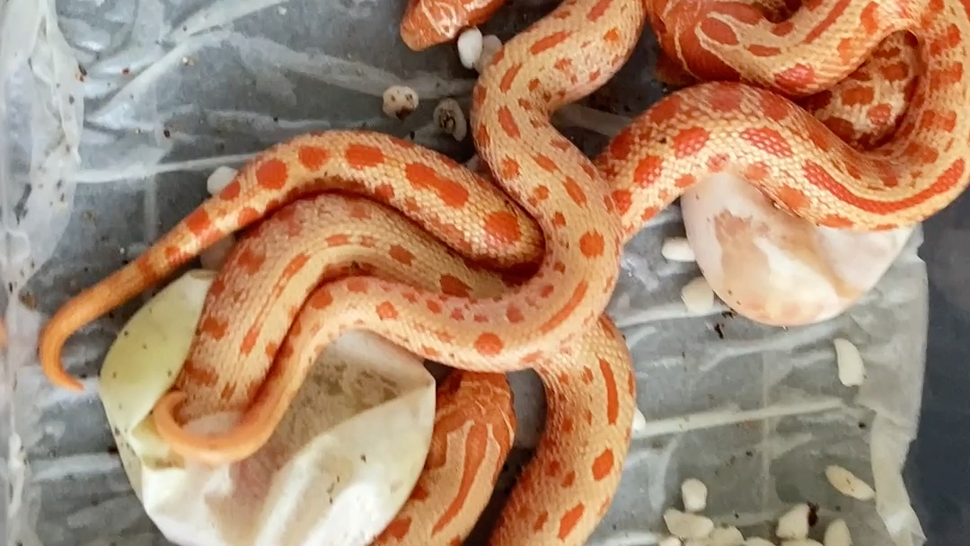 极端红猪鼻蛇出壳啦