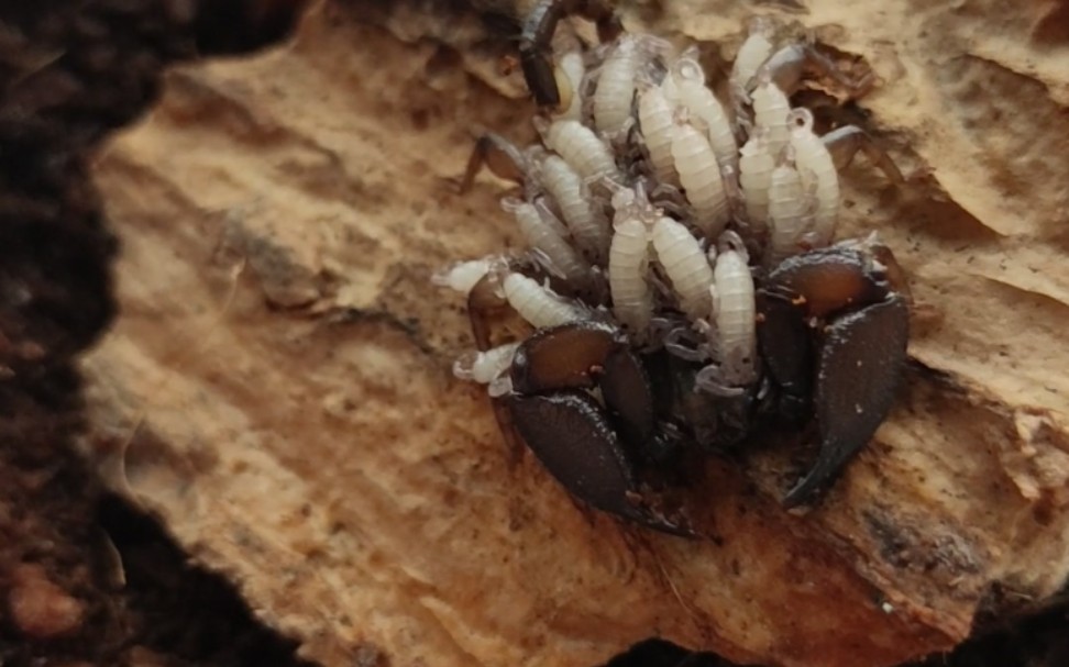 八重山蝎单性繁殖