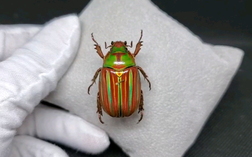 宝石金龟no01chrysinaadelaida红色型