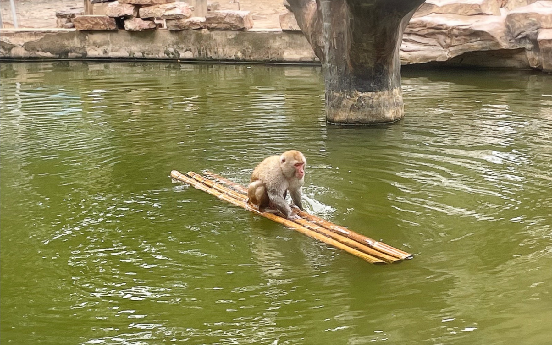 红山动物园的猴子会划船