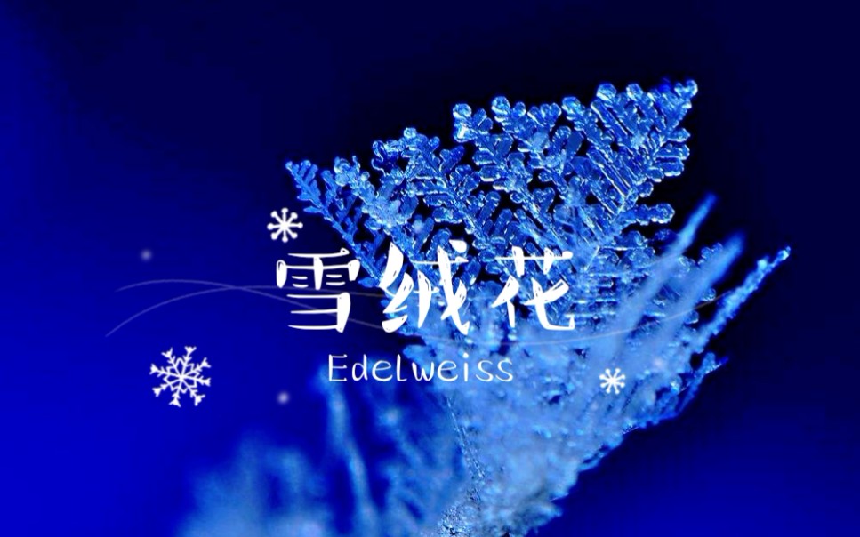 【手风琴】《雪绒花》哔哩哔哩bilibili