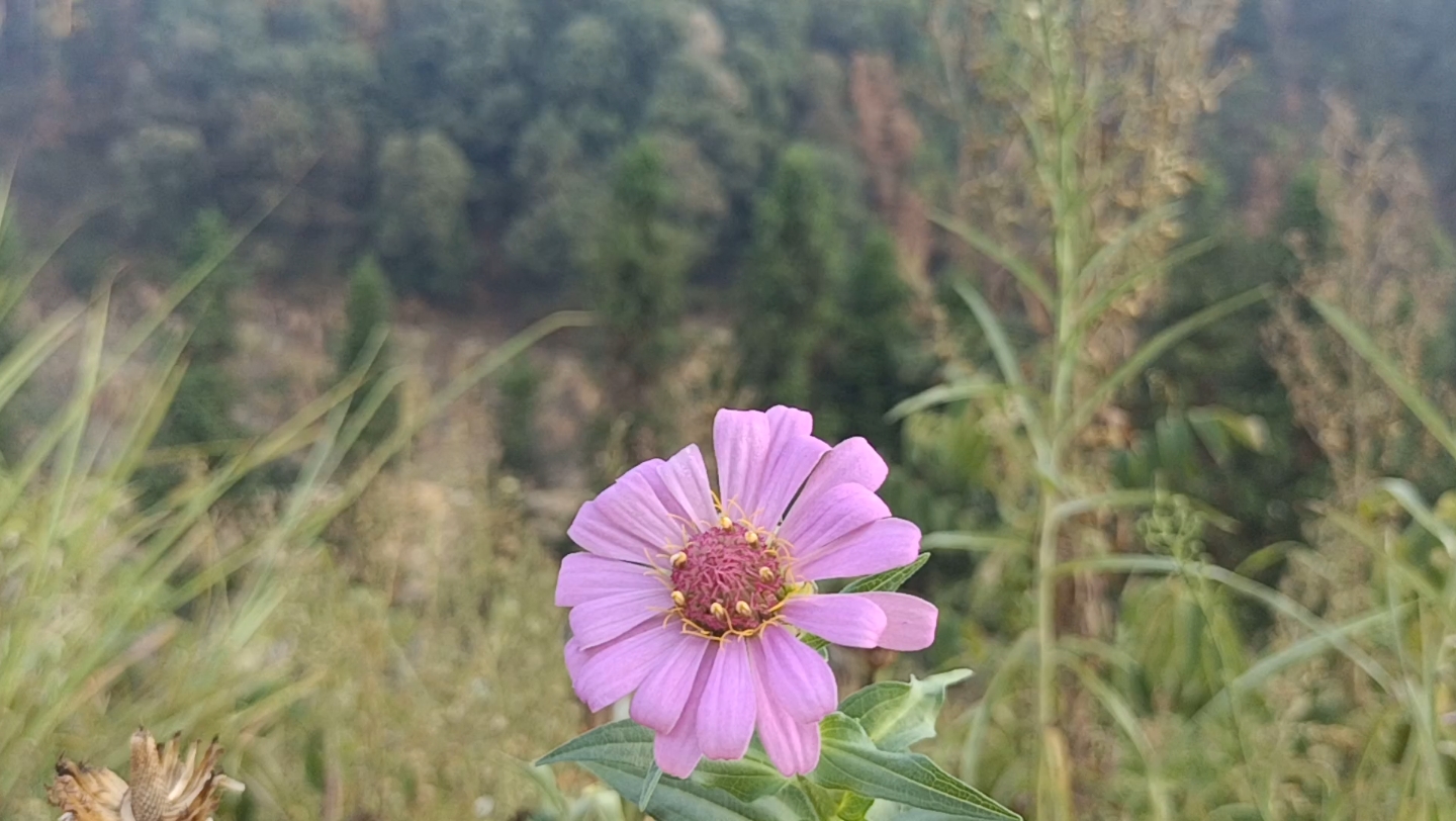 [图]【生活】雏菊：穿过荒草追赶着太阳，秋日清晨的小野花。