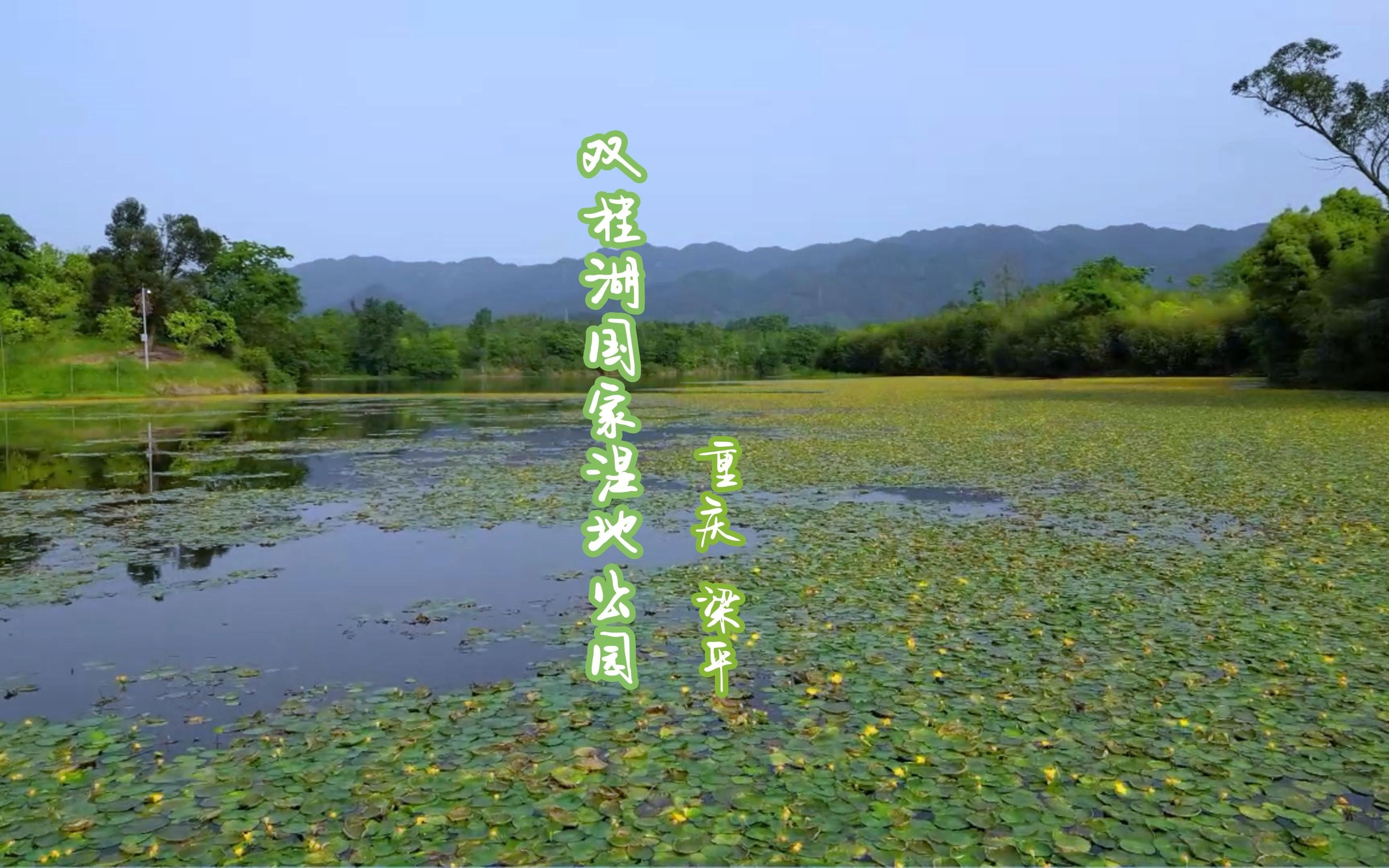 【原创】【微视频】遇见诗经里的荇菜之二(重庆梁平双桂湖国家湿地公园)哔哩哔哩bilibili