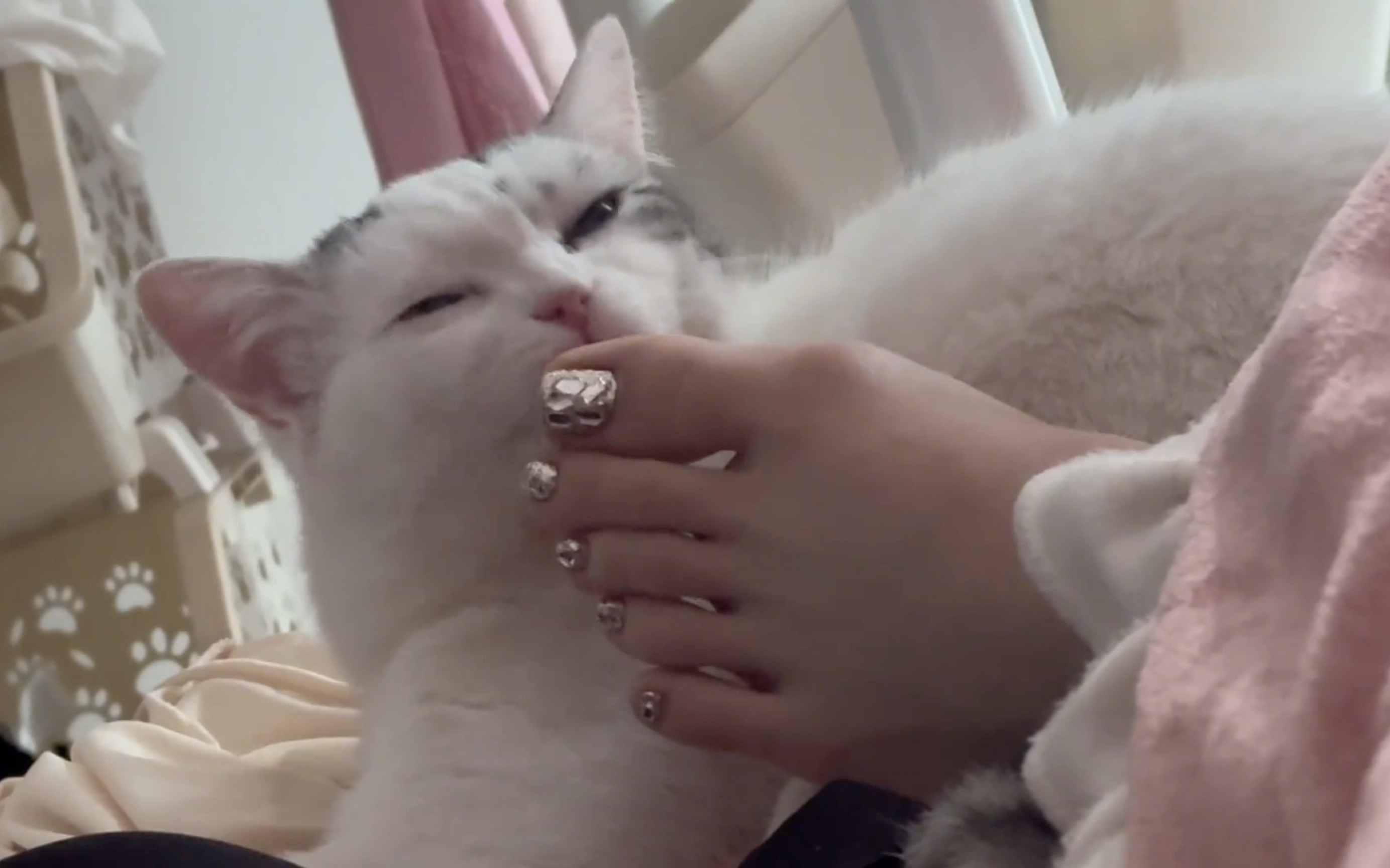 猫猫舔脚合集版