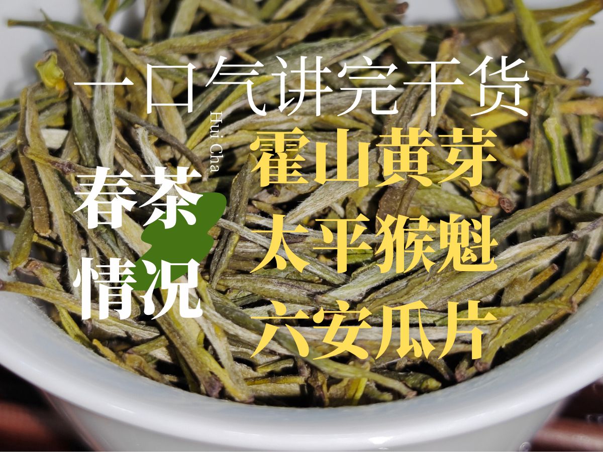 霍山黄芽春茶已上!再聊聊今年猴魁和瓜片的春茶情况!哔哩哔哩bilibili