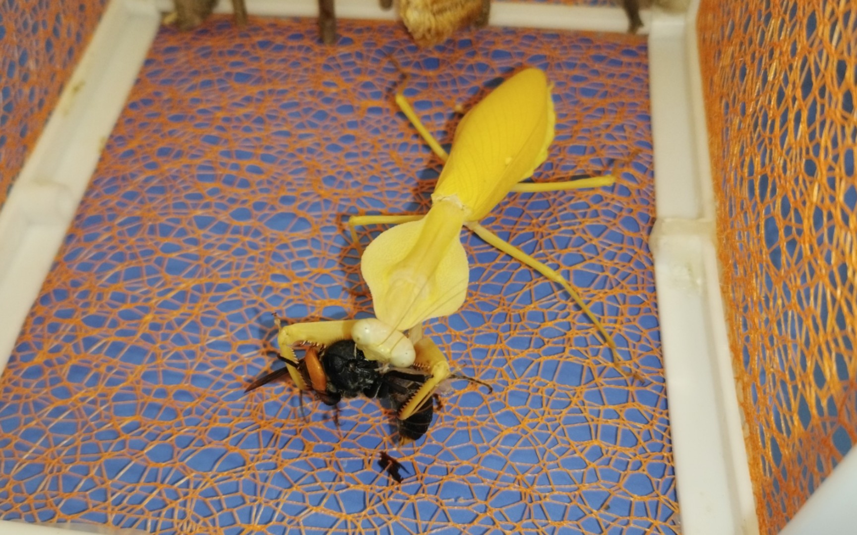 克氏菱背螳捕食金环胡蜂