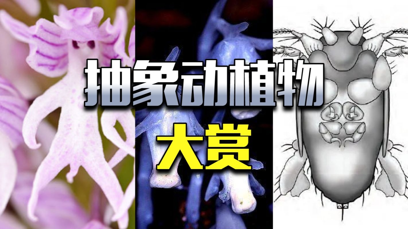 裸男花，冥界花，肌肉苍蝇……抽象动植物大赏
