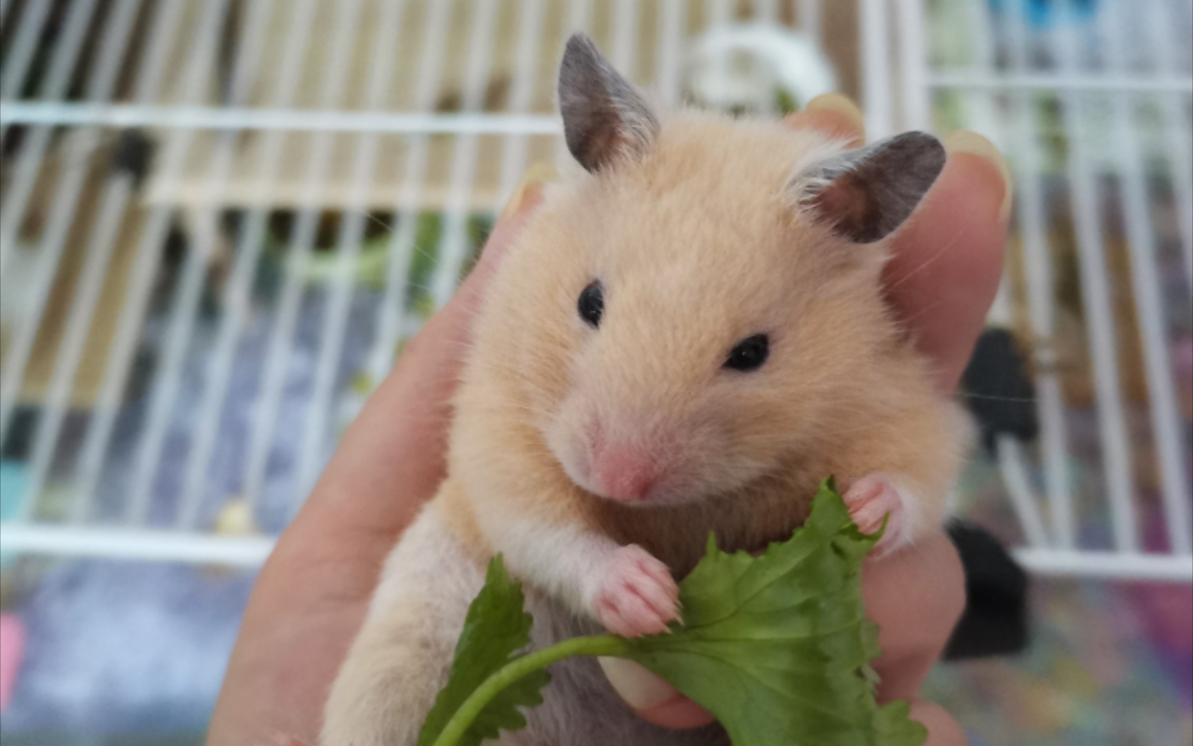 活动作品金丝熊日常跑轮新玩法