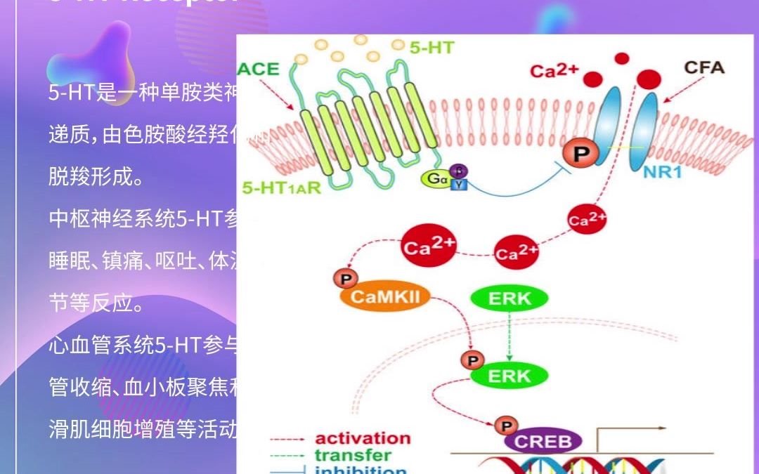 Absin 激动剂抑制剂全推荐神经信号转导——5HT Receptor哔哩哔哩bilibili