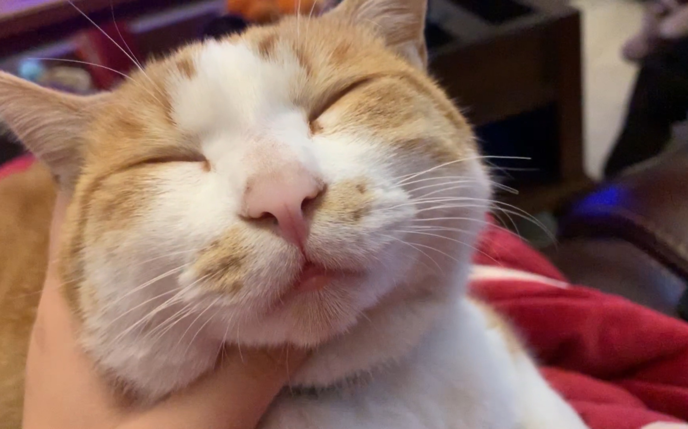 【橘猫小宝】第一视角撸猫,爽到飞起_哔哩哔哩 (゜-゜)つロ 干杯