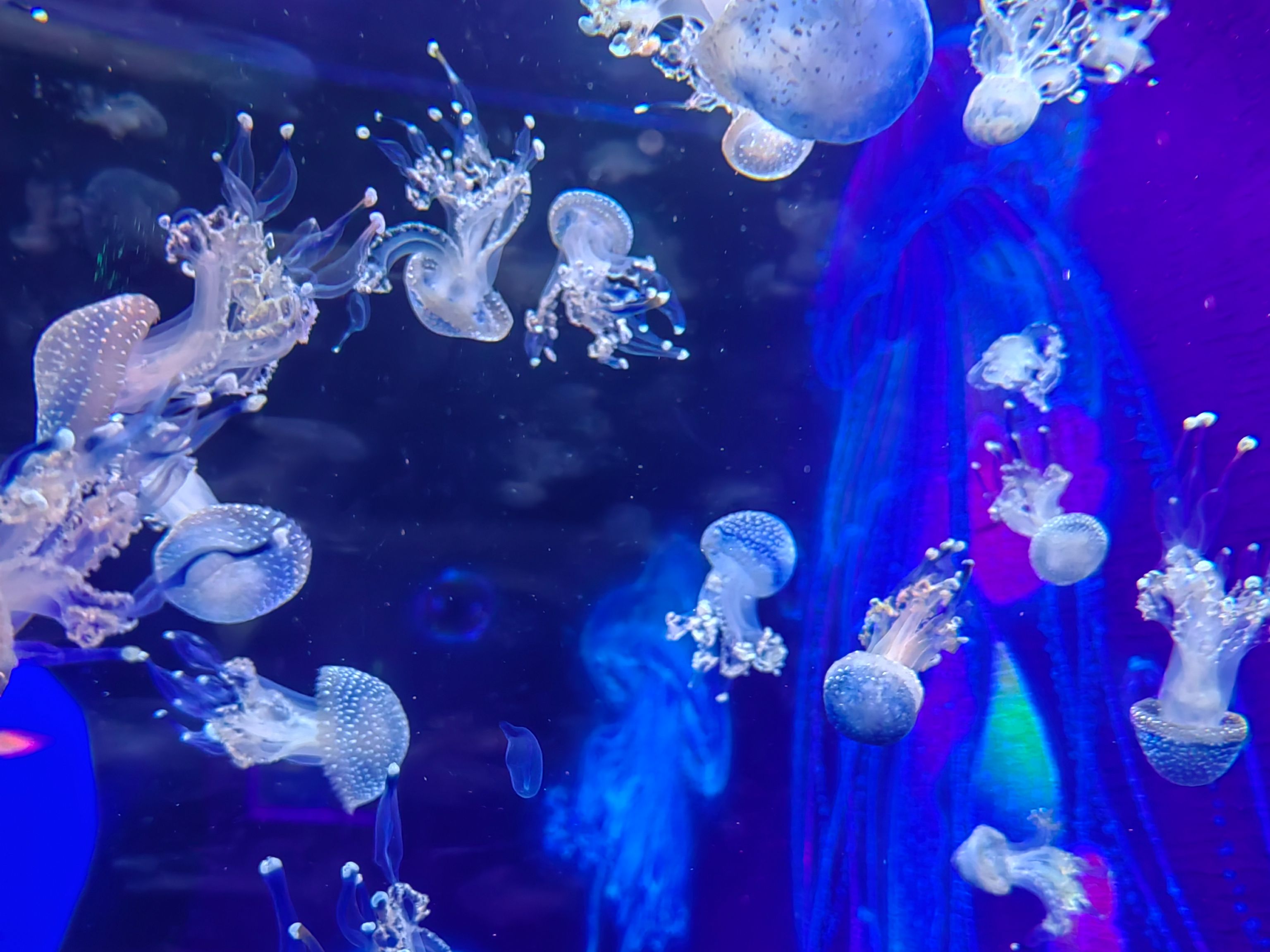 "就这样静静地,看着水母在水中飘动"