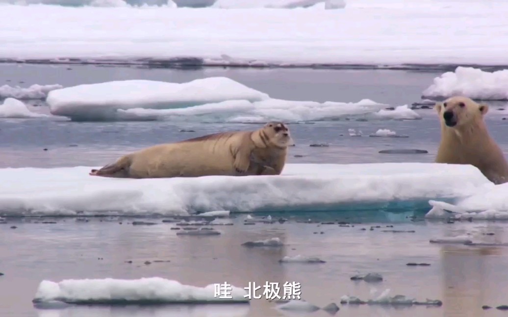 不可思议的旅程地球最顶端的神秘现象哔哩哔哩bilibili