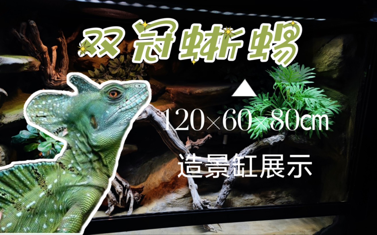 双冠蜥蜴造景成品展示 | 120×60×80厘米,适用于各种树栖,半树栖型爬