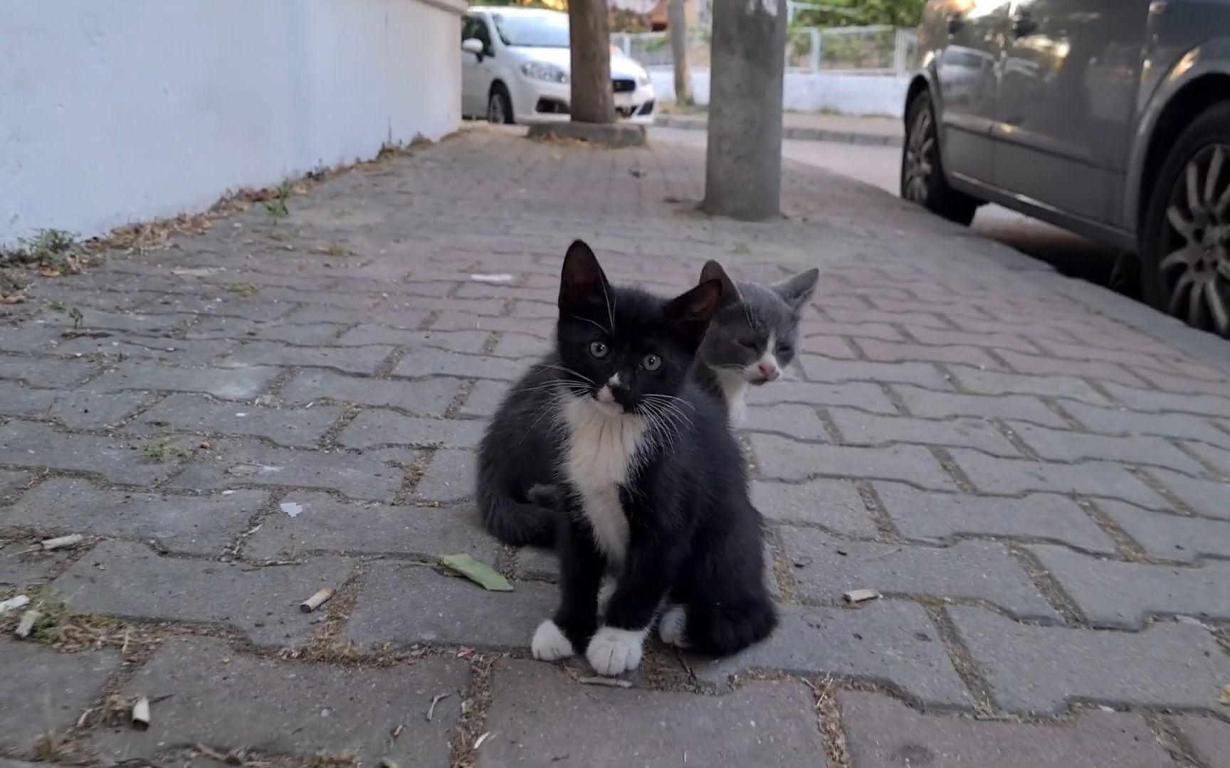 [图]Adorable little kitten fluffing up in fear of its own siblings.