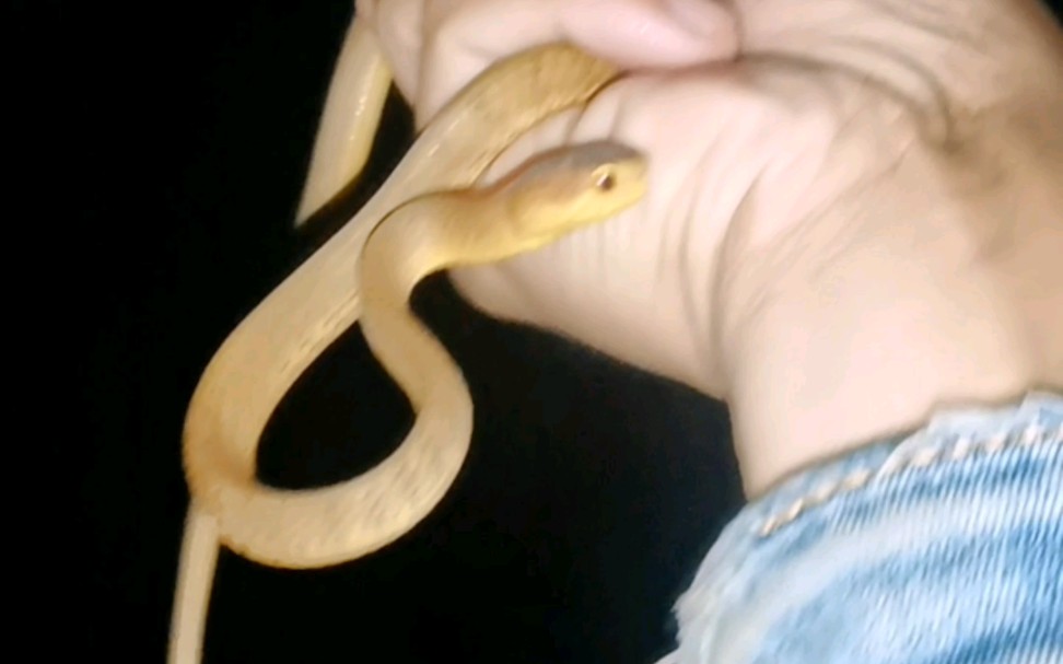 夜遇勐腊小钝头蛇