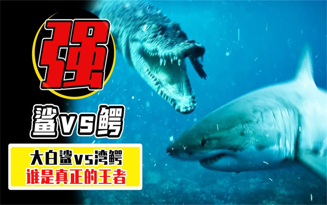大白鲨vs湾鳄谁更强?对比了5个维度,才发现湾鳄甘拜下风