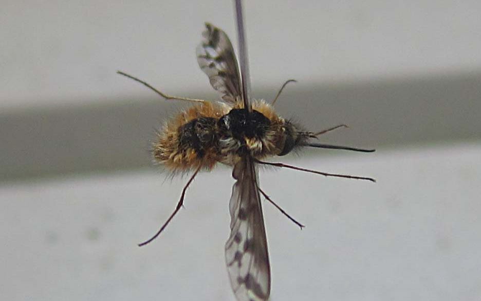 鸭蛋的标本第二期斑翅蜂虻