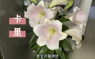 Download Video: 百合卡里  这个粉色应该很多人偏爱 在夜晚室内灯光下 丝绒感强