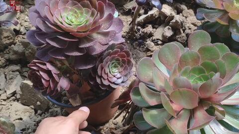 法师多肉徒长穿裙子变成绿色是什么原因 如何控养 哔哩哔哩