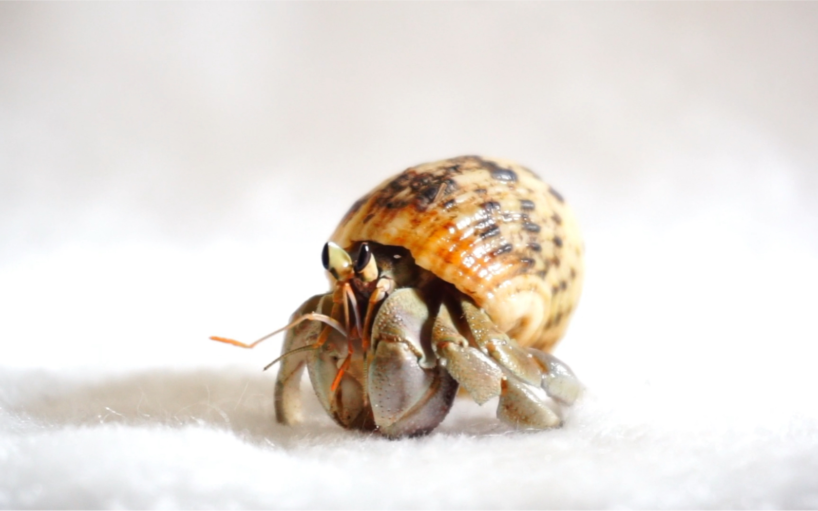 陆寄居蟹-里拉酱出镜第一条