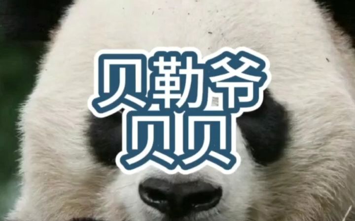 贝勒爷——贝贝哔哩哔哩bilibili