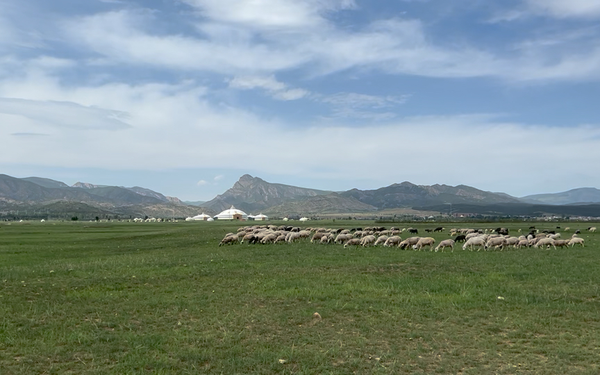 旅游随拍245——敕勒川草原上的羊群